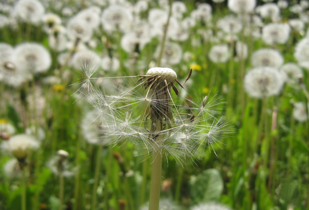 Pusteblume