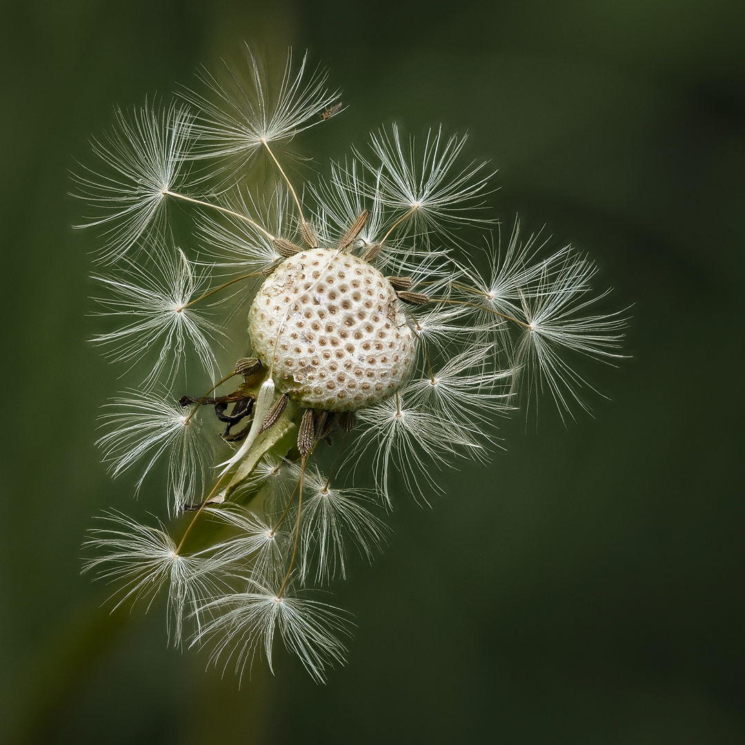 Pusteblume