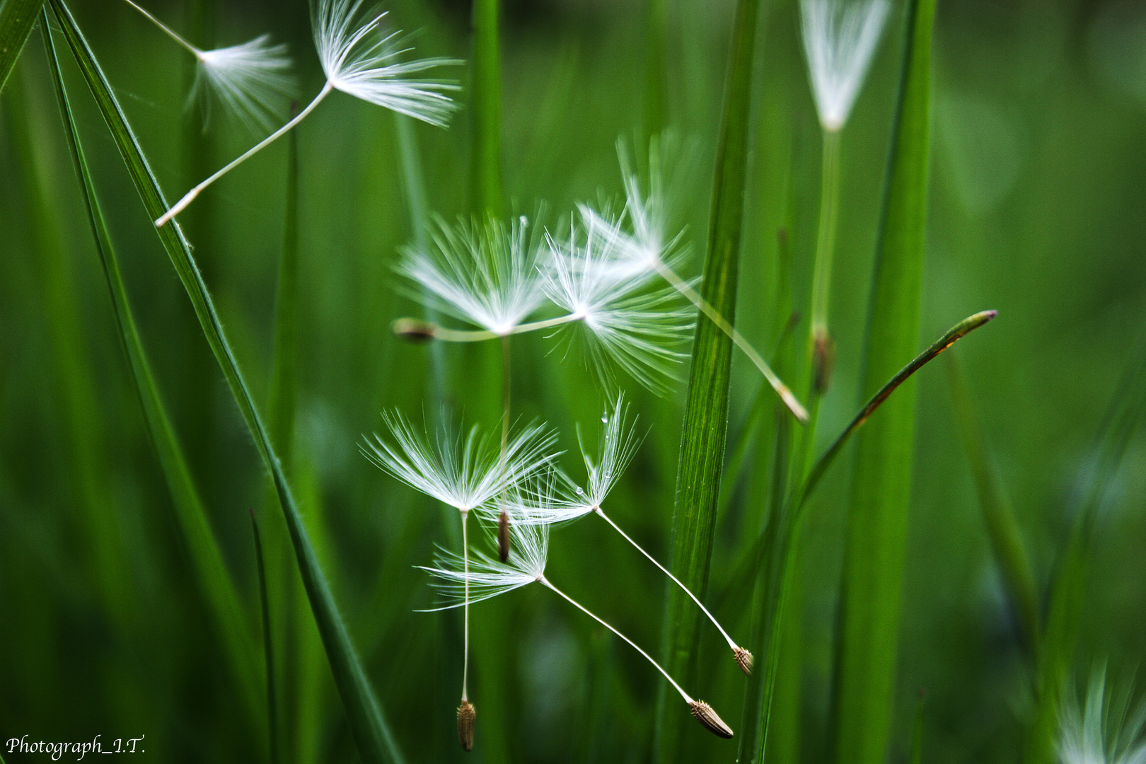 Pusteblume