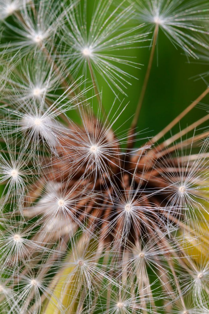 Pusteblume