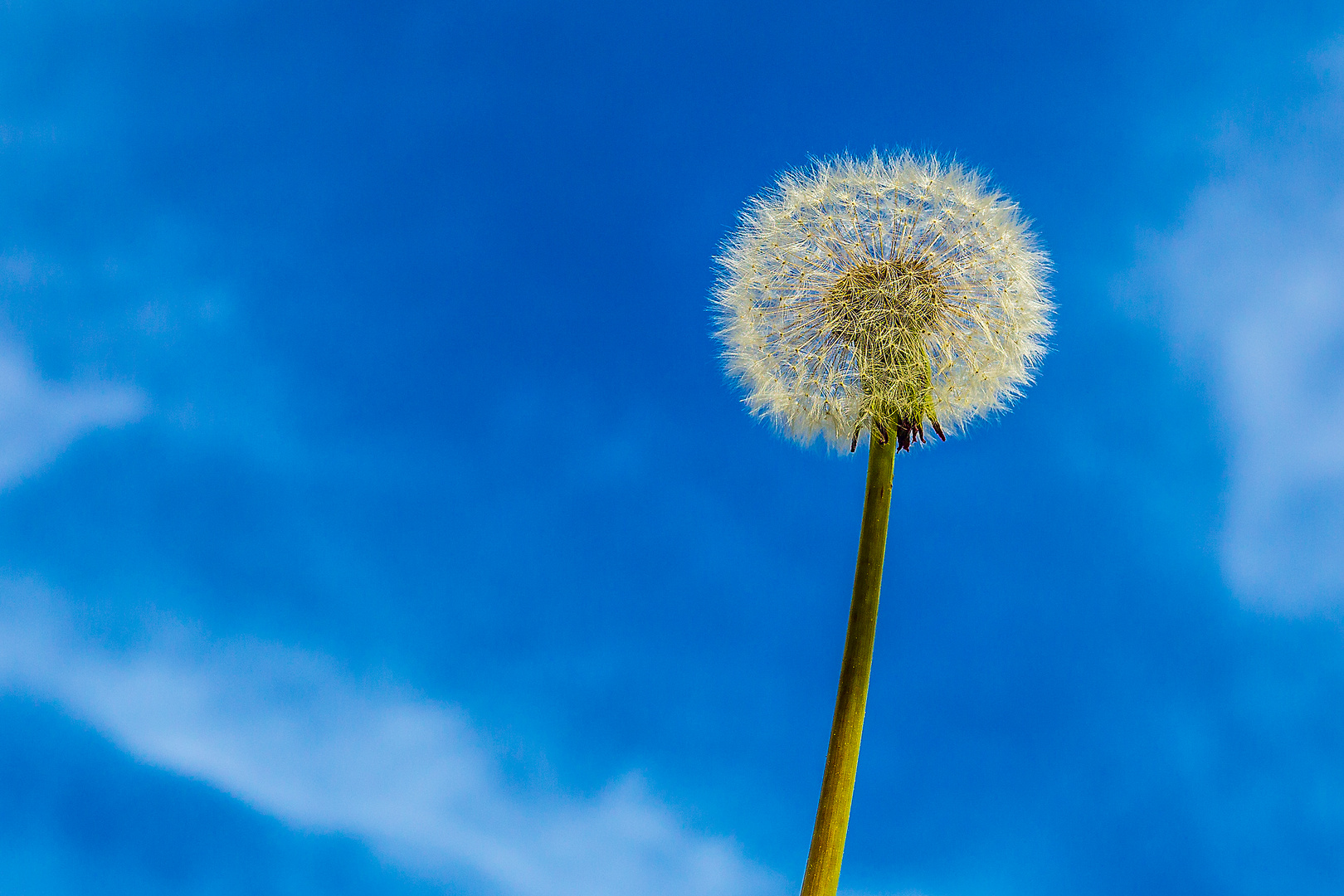 Pusteblume