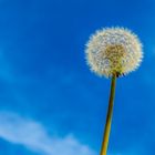 Pusteblume