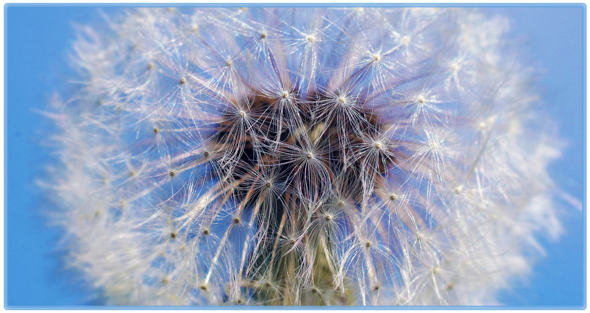 Pusteblume