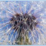 Pusteblume