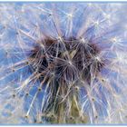 Pusteblume