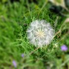 Pusteblume