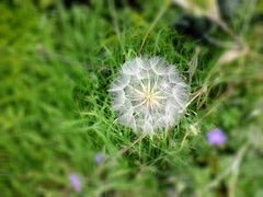 Pusteblume