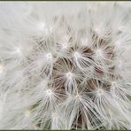 Pusteblume