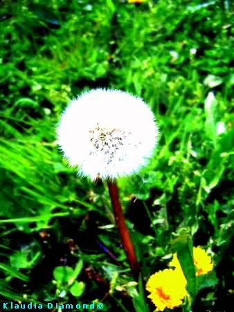 PUSTEBLUME