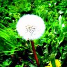 PUSTEBLUME