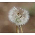 Pusteblume