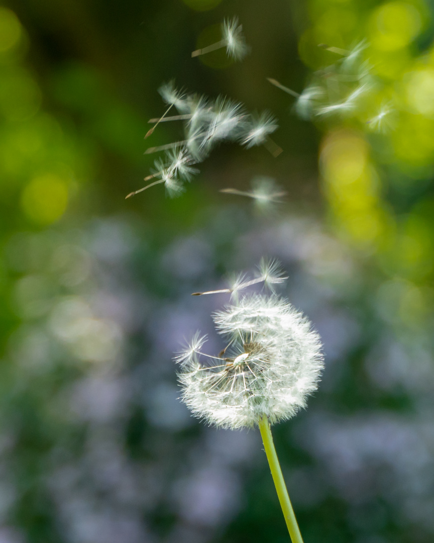 Pusteblume