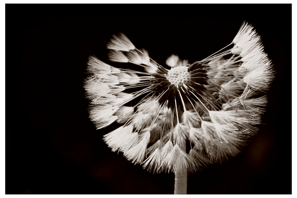 Pusteblume ....