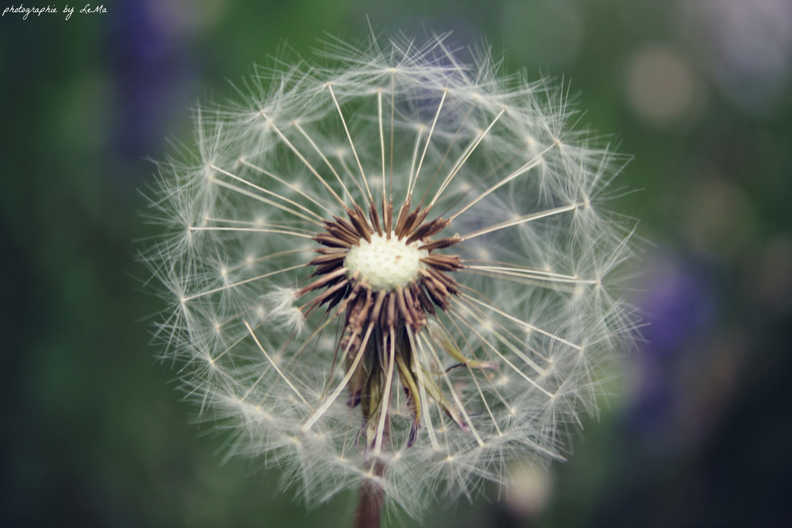 Pusteblume