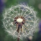 Pusteblume