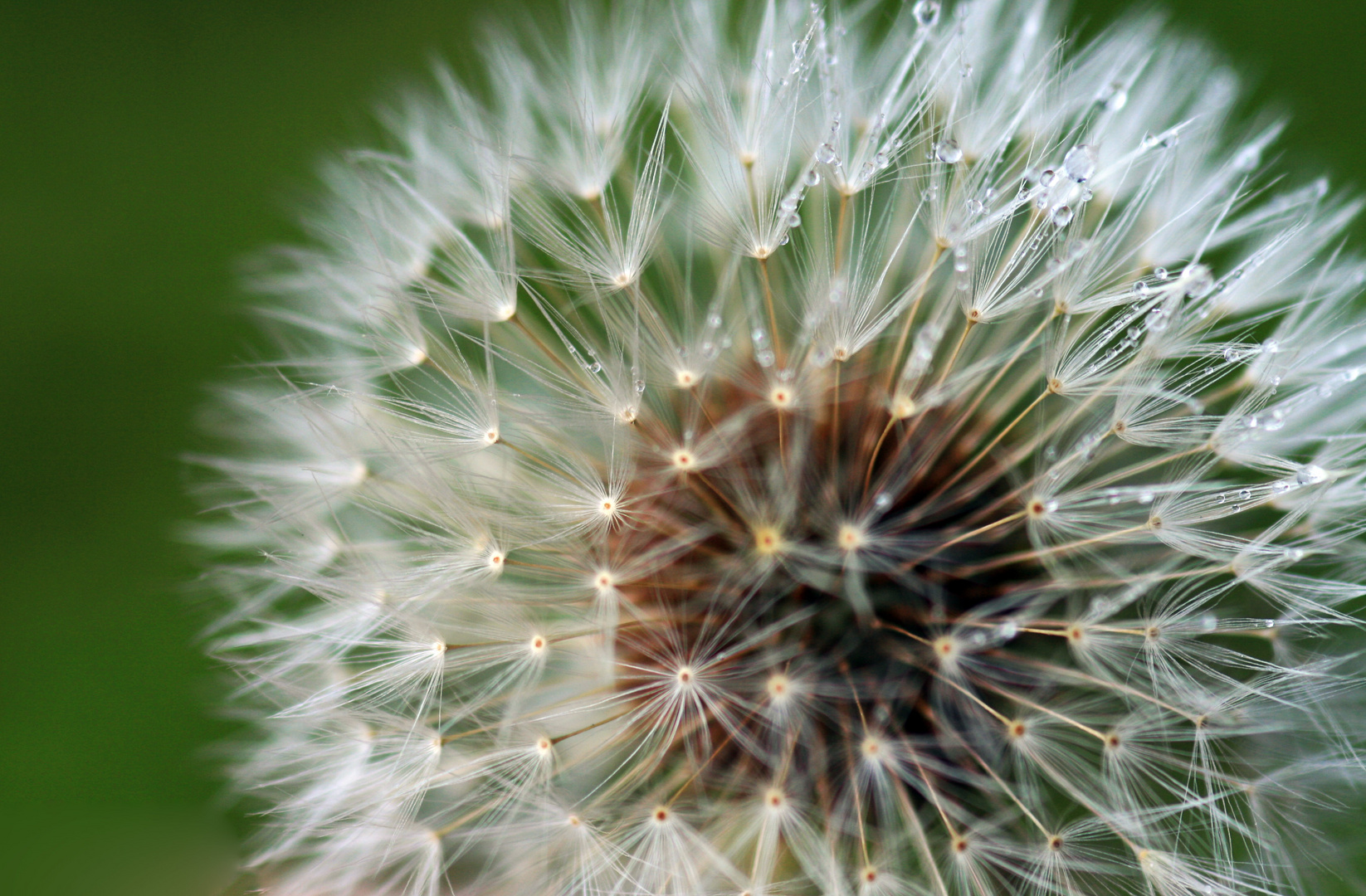 Pusteblume