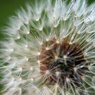 Pusteblume