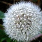 Pusteblume