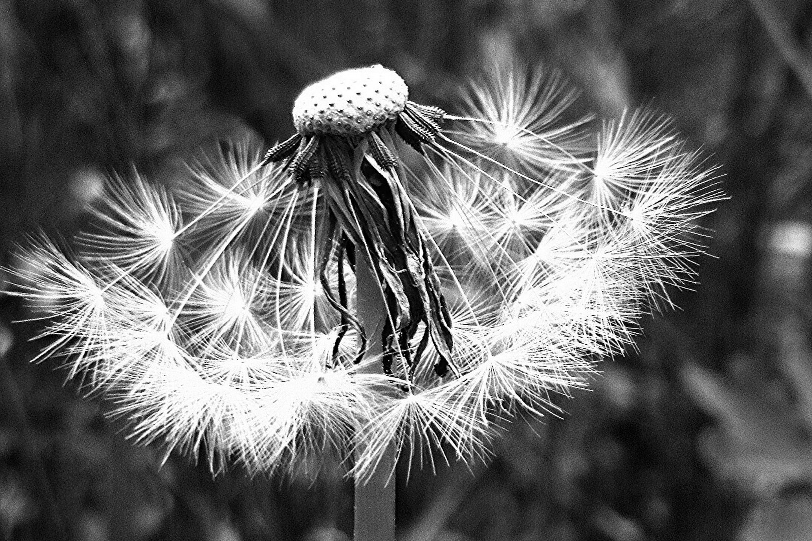 Pusteblume