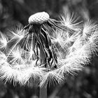 Pusteblume