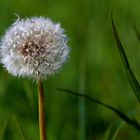 Pusteblume