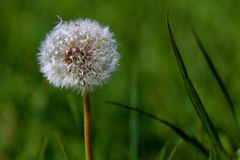 Pusteblume