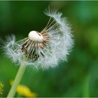 Pusteblume