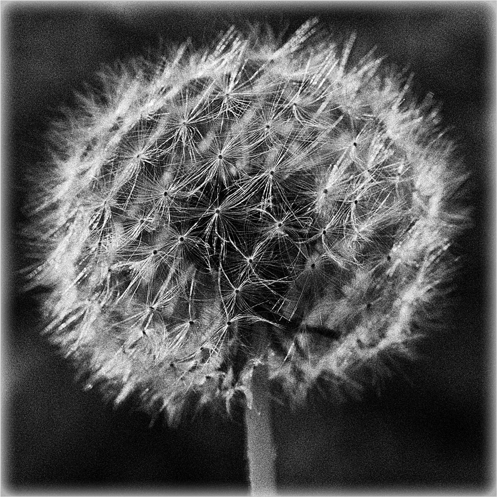 Pusteblume