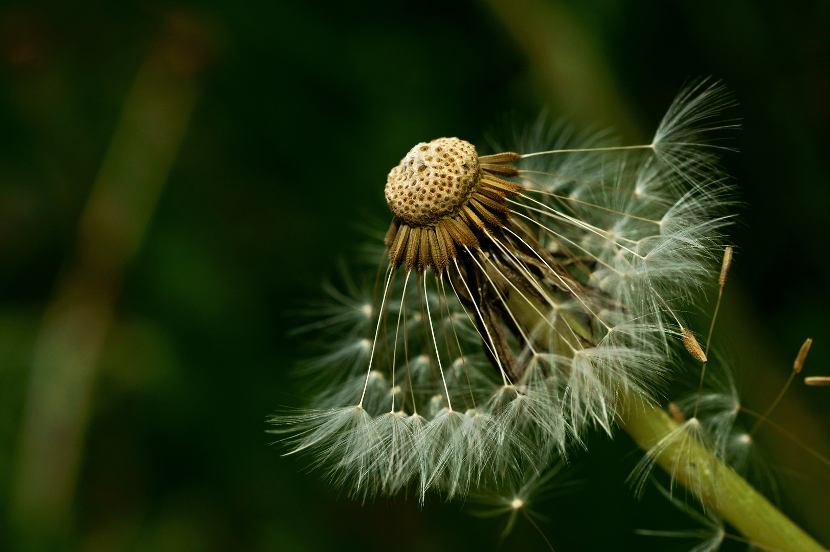 Pusteblume