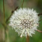 Pusteblume