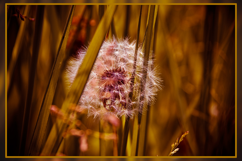 ~ Pusteblume ~