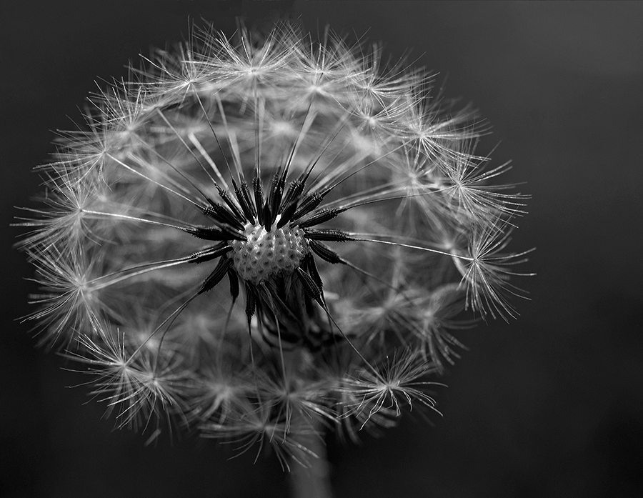 Pusteblume