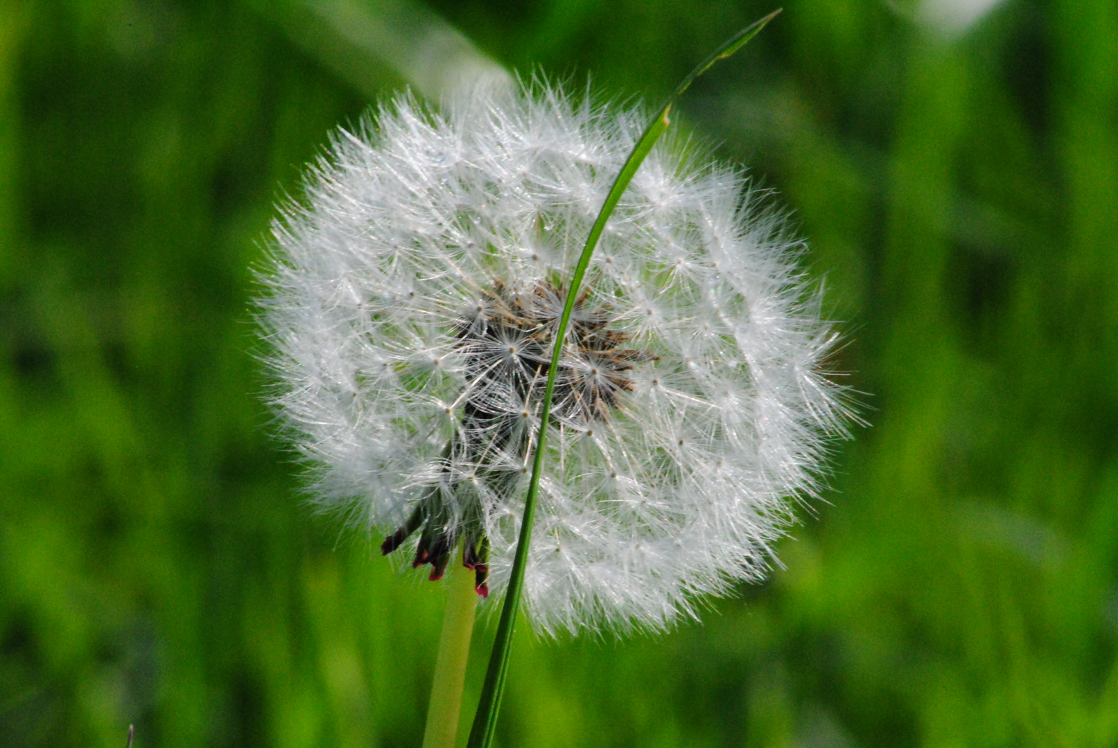 Pusteblume