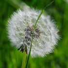 Pusteblume