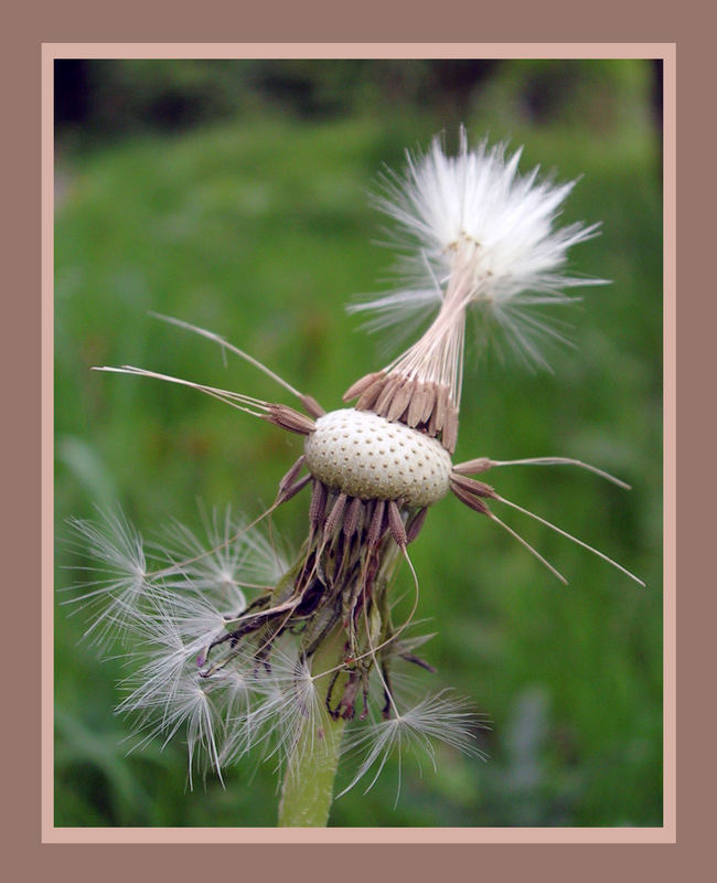 pusteblume