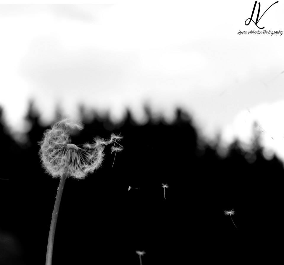 Pusteblume