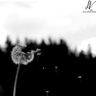 Pusteblume