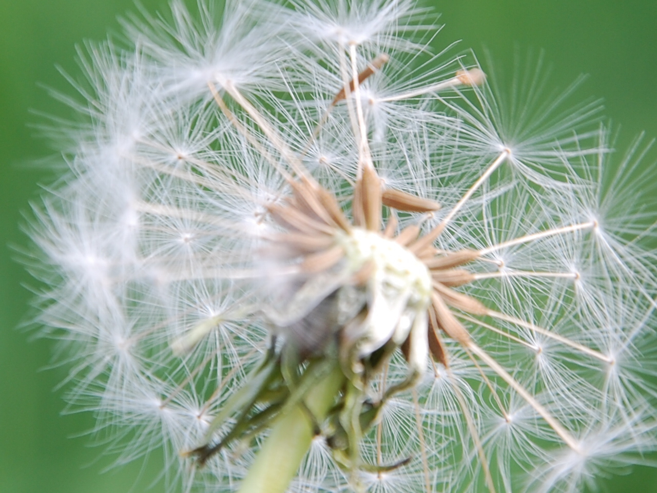 pusteblume