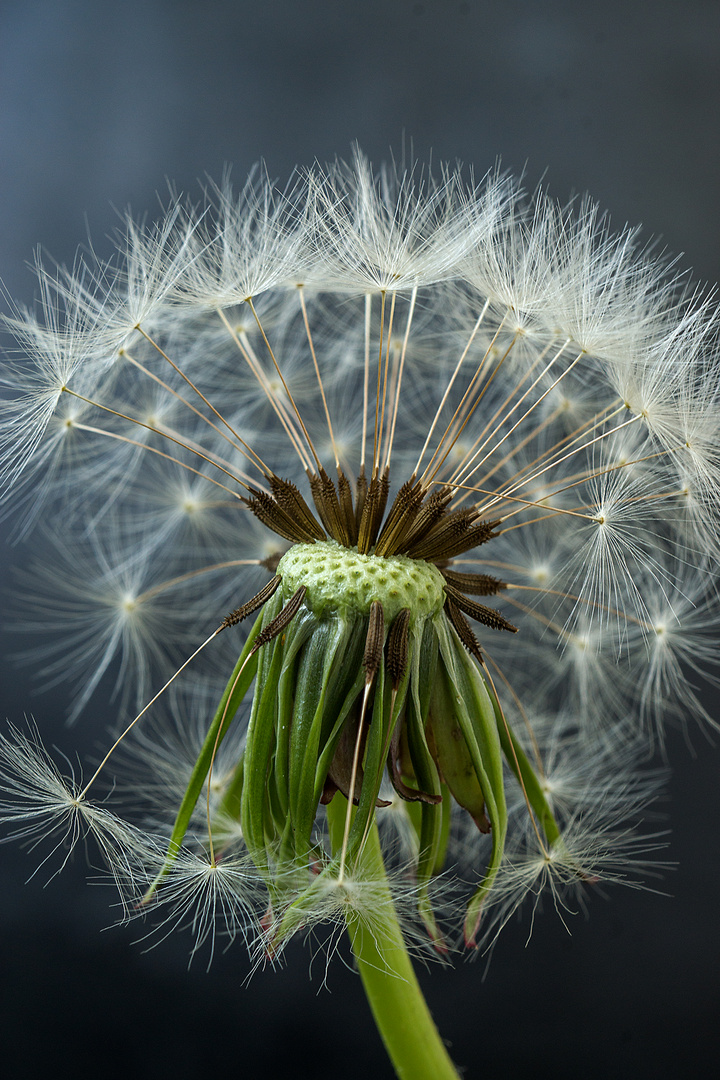 Pusteblume