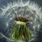 Pusteblume