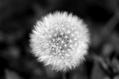 Pusteblume