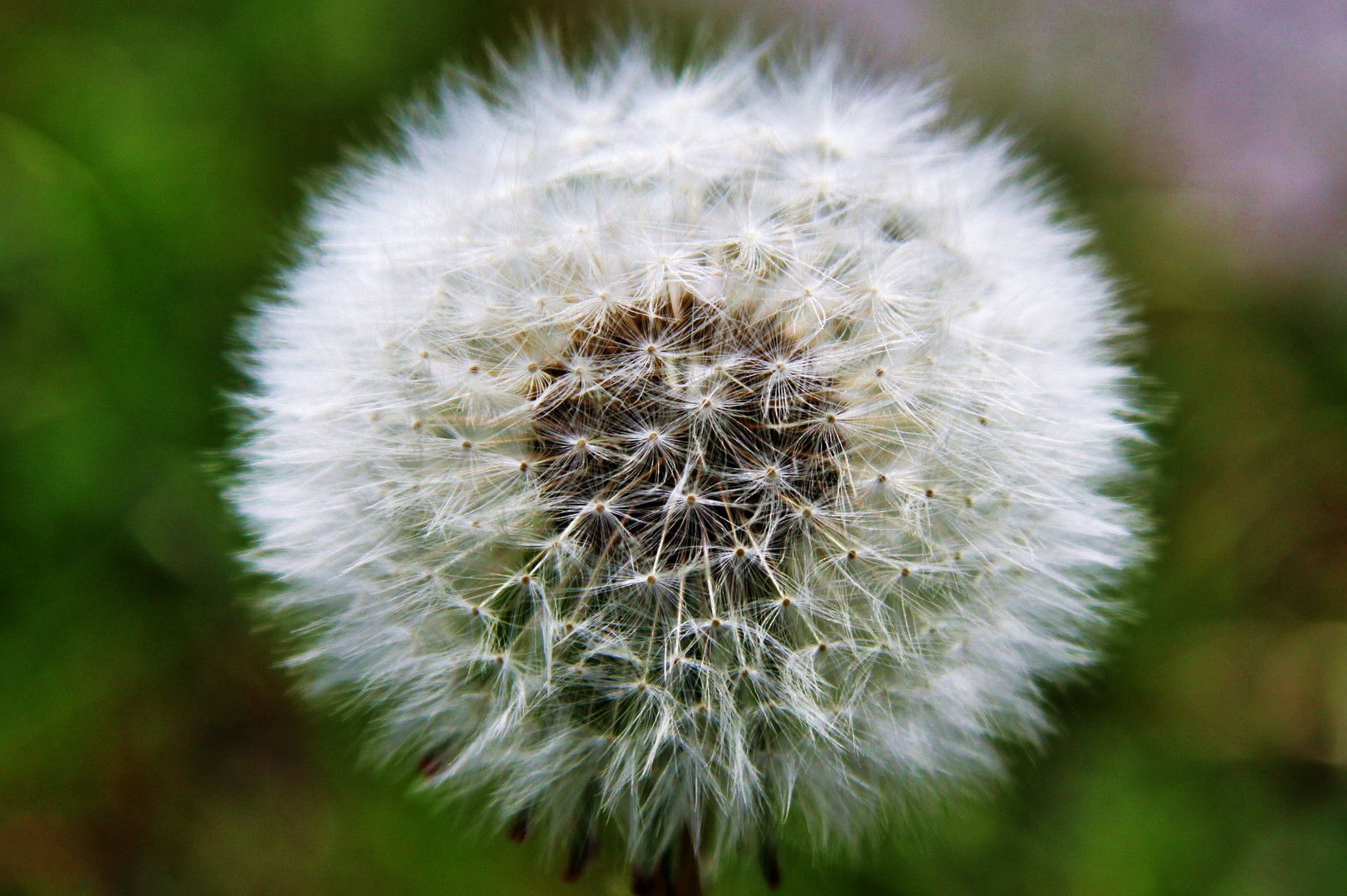 Pusteblume