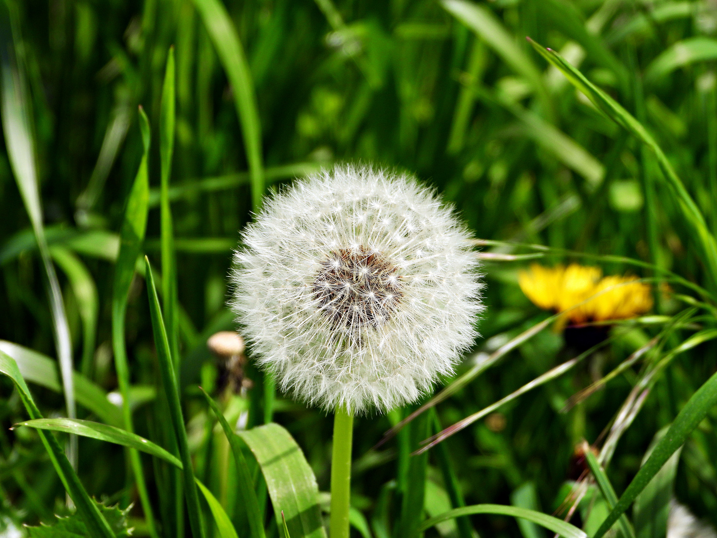 Pusteblume