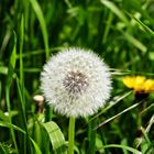 Pusteblume