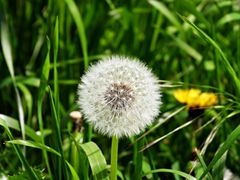 Pusteblume