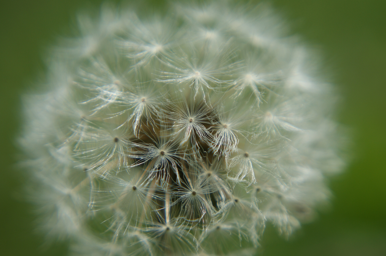 Pusteblume