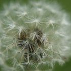 Pusteblume