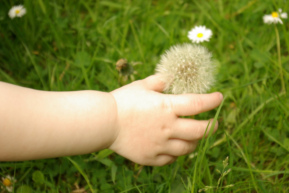 Pusteblume