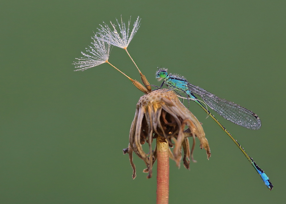 Pusteblume...