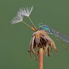 Pusteblume...